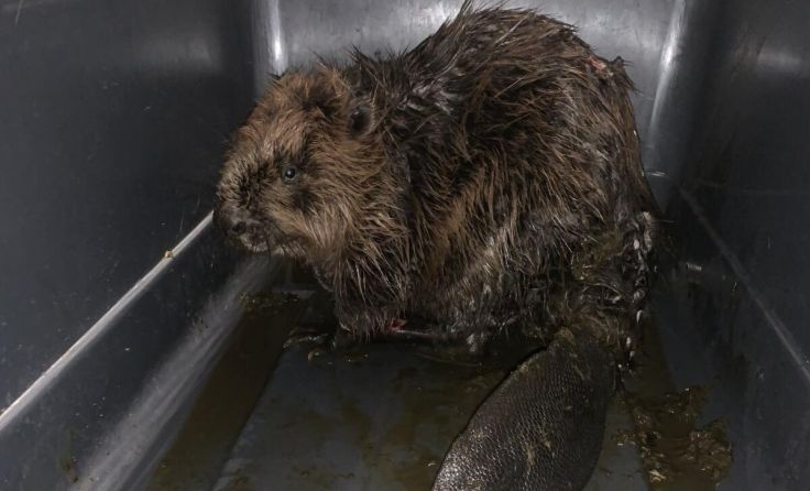 Der Biber wurde zur weiteren Behandlung ins Tierheim Freistadt gebracht. (Foto: Tierhilfe Gusental)