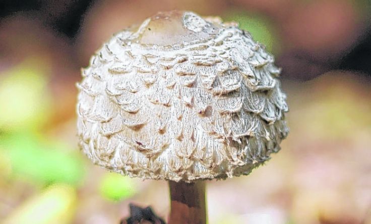 Ein ungiftiger Parasol   Foto: Maja Dumat/pixelio.de
