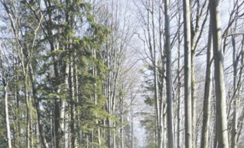 Frühlingserwachen am Landsberg, Grünburg