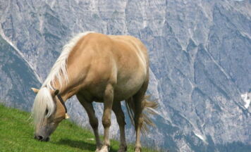 Reiturlaub und Wanderritte in Österreich