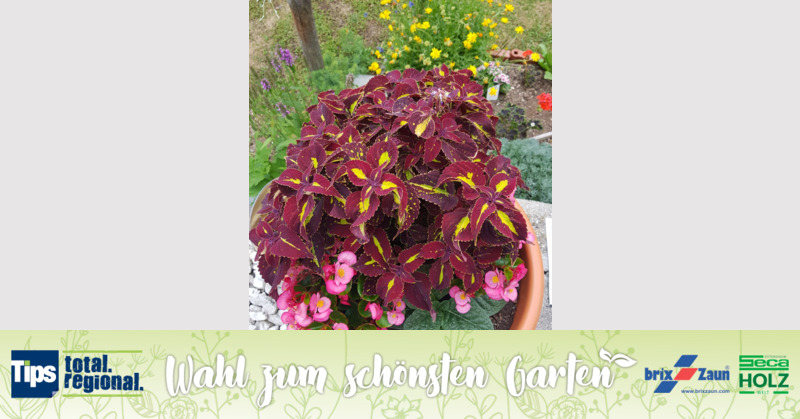 Schönster Garten 2019 - Roswitha aus Gmunden