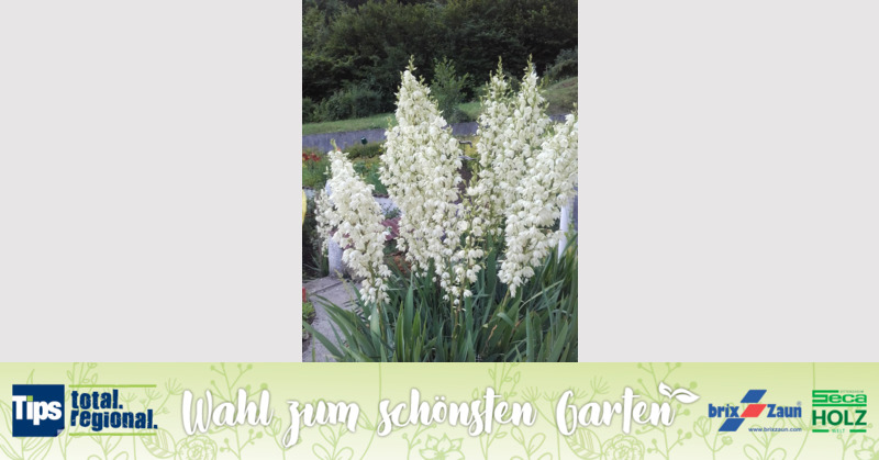 Schönster Garten 2019 - Waltraud aus Gmunden