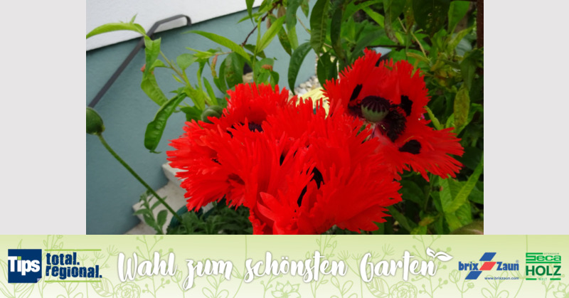 Schönster Garten 2019 - Ingrid aus Krems-Donau