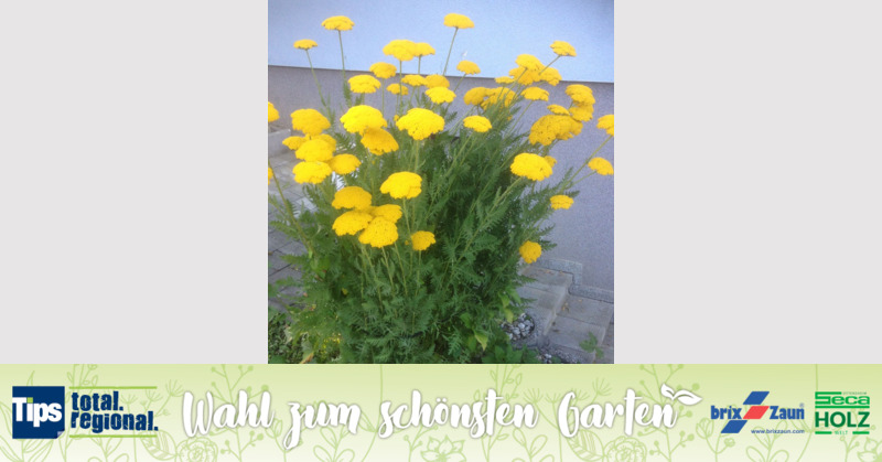 Schönster Garten 2019 - Marianne aus Ried