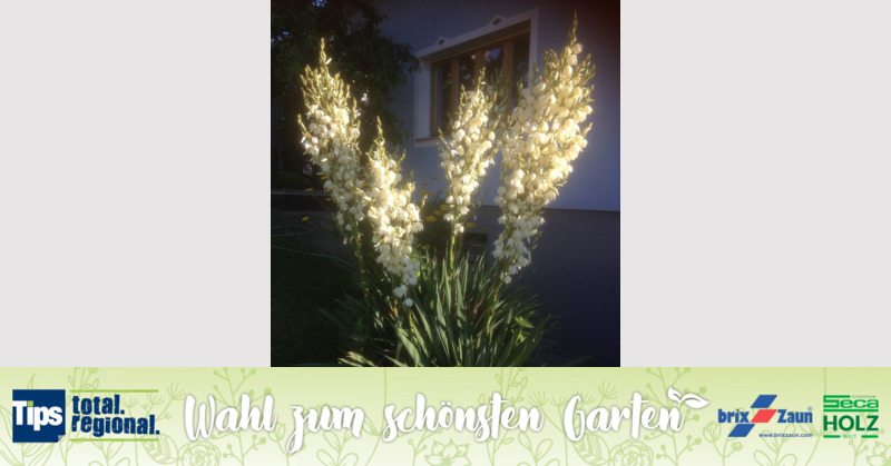 Schönster Garten 2019 - Marianne aus Ried