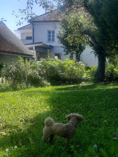 Das schönste Eigenheim 2025 - Wolfgang aus Amstetten