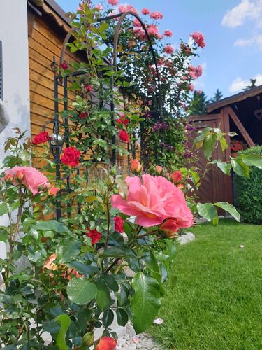 Schönster Garten 2021 - Albert aus Linz-Land