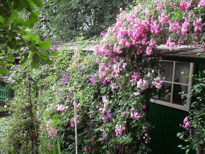 Schönster Garten 2021 - Erna aus Braunau