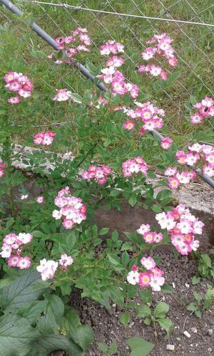 Schönster Garten 2021 - Eva aus Steyr