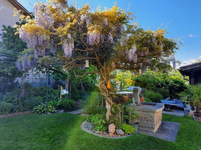 Schönster Garten 2021 - Ulrike aus Amstetten