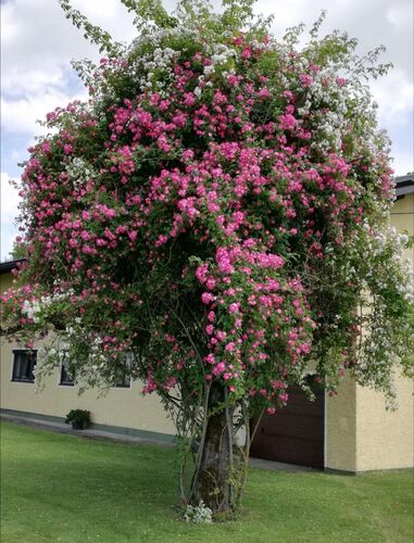 Schönster Garten 2021 - Christa aus Braunau