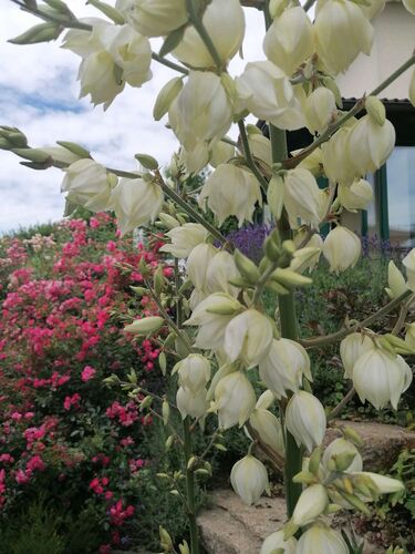 Schönster Garten 2021 - Erika aus Perg