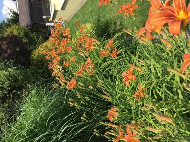 Schönster Garten 2021 - Susanne aus Eferding