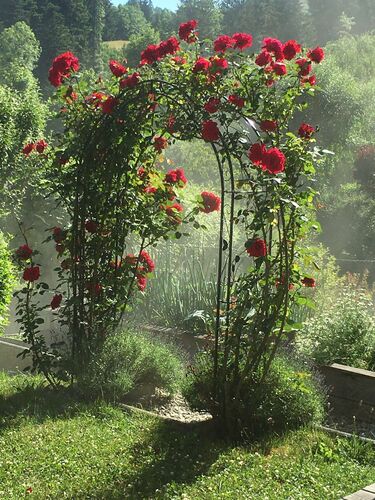 Schönster Garten 2021 - Ingrid aus Ybbstal