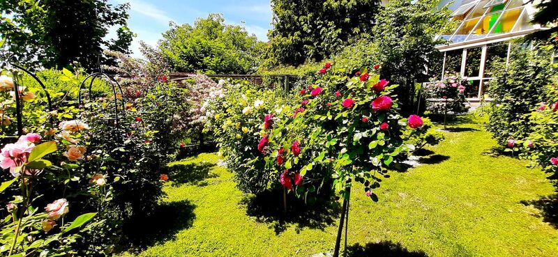 Schönster Garten 2021 - Rosa aus Grieskirchen