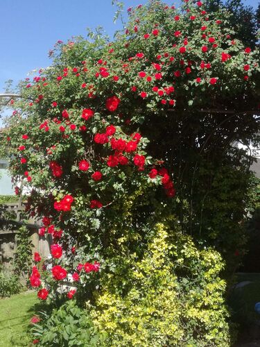 Schönster Garten 2021 - Gertrude aus Urfahr-Umgebung