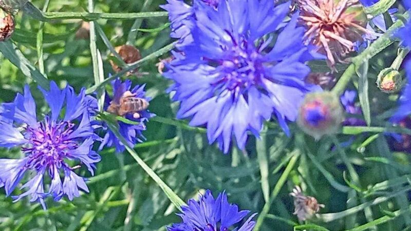 Schönster Garten 2021 - Ingrid aus Ried