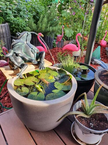 Schönster Garten 2021 - Isabella aus Braunau