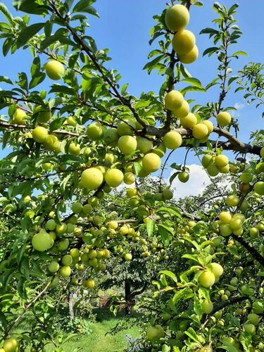 Schönster Garten 2021 - Martin aus Freistadt