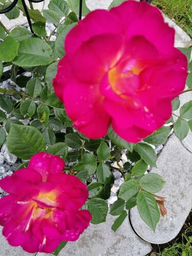 Schönster Garten 2021 - Patrick  aus Amstetten