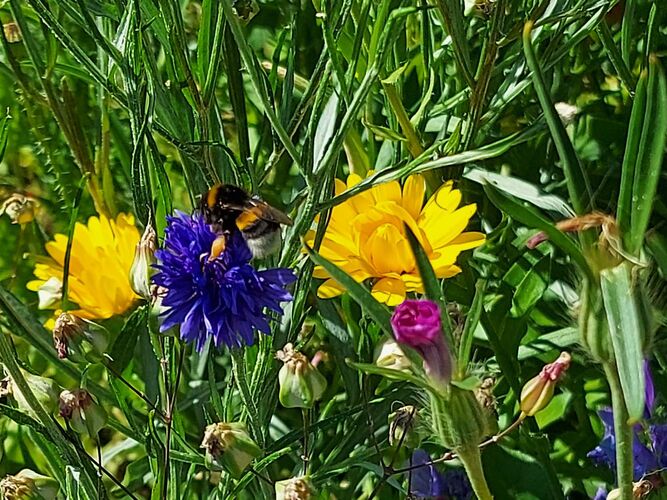Schönster Garten 2021 - Alfred aus Wels