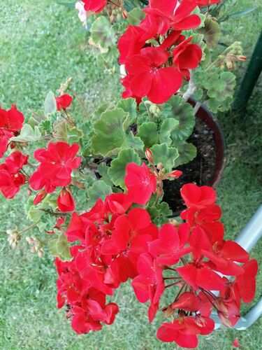 Schönster Garten 2021 - Resi aus Braunau