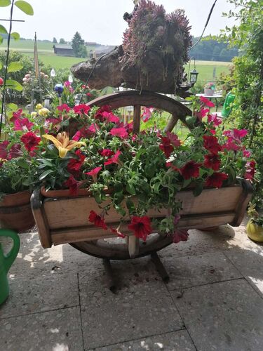 Schönster Garten 2021 - Elfriede aus Braunau