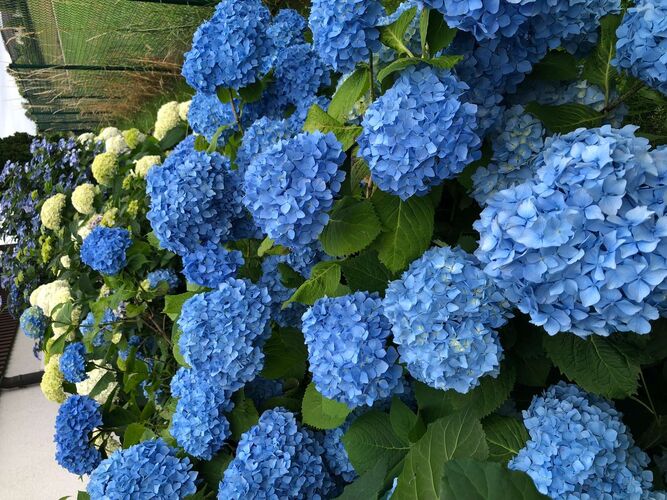 Schönster Garten 2021 - Ingeborg  aus Perg