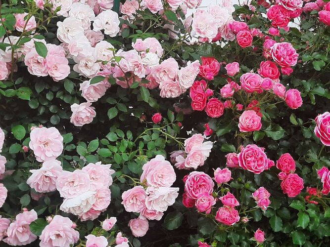 Schönster Garten 2021 - Eva aus Gmunden