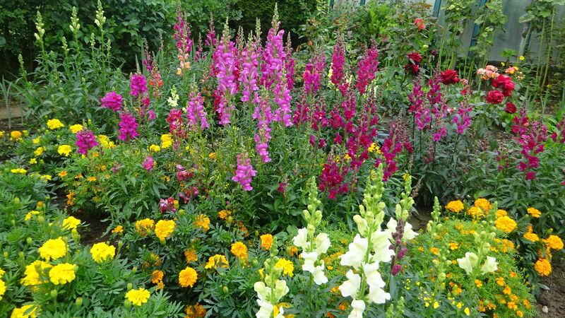 Schönster Garten 2021 - Anton aus Grieskirchen