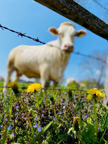 Schönster Garten 2021 - Katharina aus Scheibbs
