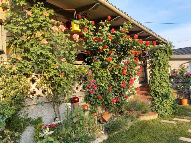 Schönster Garten 2021 - Gabi aus Steyr