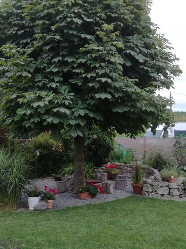 Schönster Garten 2021 - Renate aus Grieskirchen