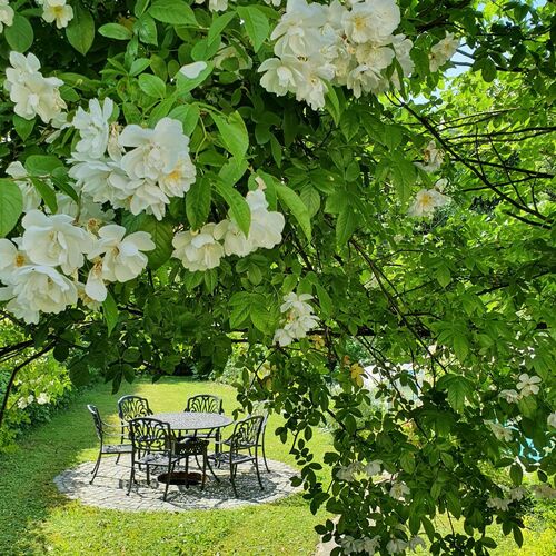 Schönster Garten 2021 - Christa  aus Grieskirchen