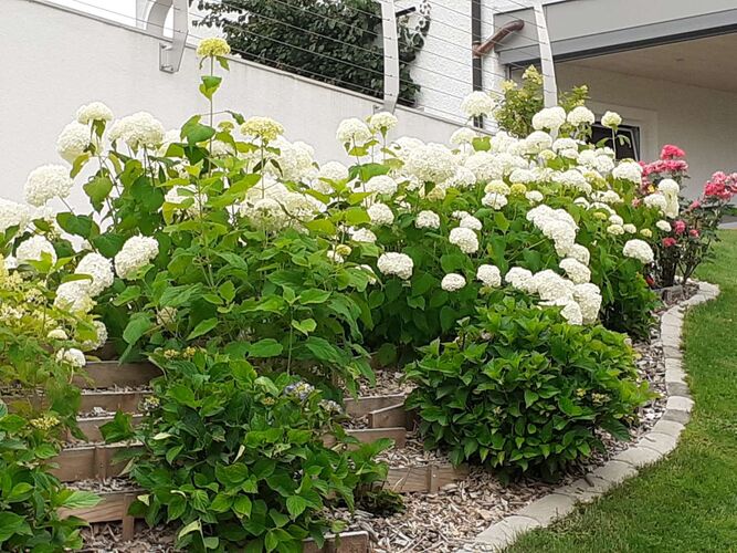 Schönster Garten 2021 - Simone  aus Grieskirchen