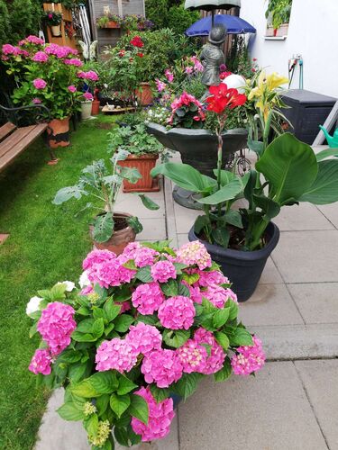 Schönster Garten 2021 - Reinhild aus Linz