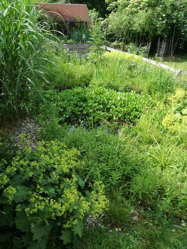 Schönster Garten 2021 - Gabriela aus Amstetten
