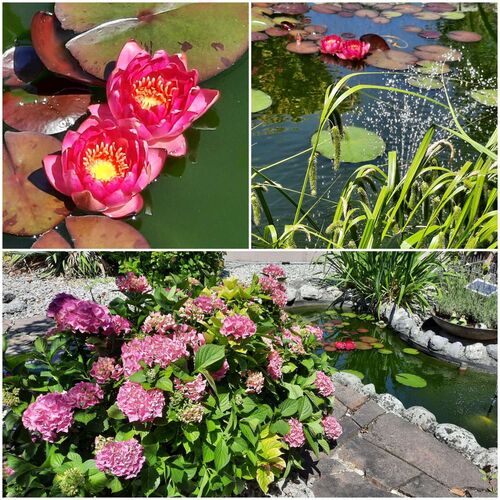 Schönster Garten 2021 - Christine  aus Wels