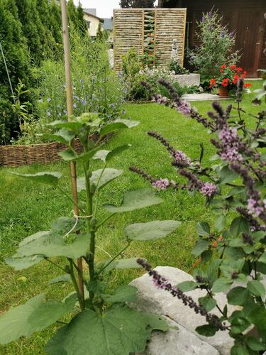 Schönster Garten 2021 - Ernestine aus Braunau