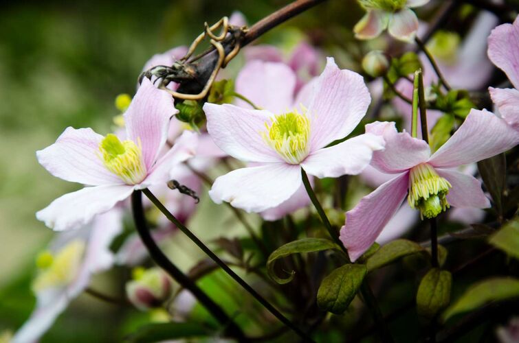Schönster Garten 2021 - Stefanie aus Amstetten