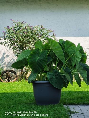 Schönster Garten 2021 - Margit aus Linz-Land