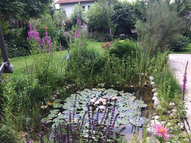 Schönster Garten 2021 - monika aus Wels