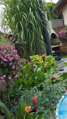 Schönster Garten 2021 - Brigitte aus Wels