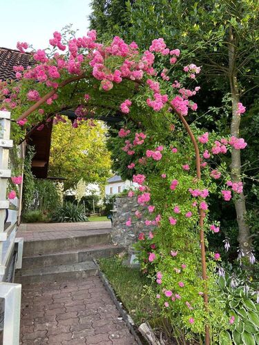 Schönster Garten 2021 - Erika  aus Vöcklabruck