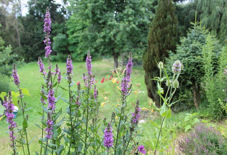 Schönster Garten 2021 - Franz aus Urfahr-Umgebung