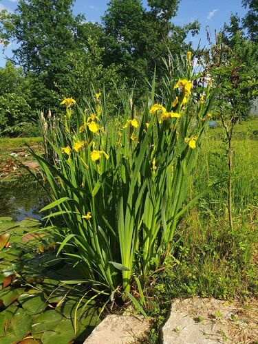 Schönster Garten 2021 - Beate aus Eferding
