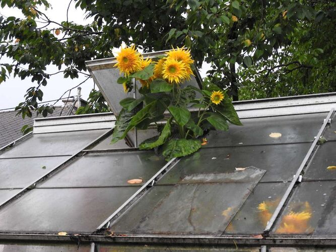 Schönster Garten 2021 - Ingrid aus Vöcklabruck