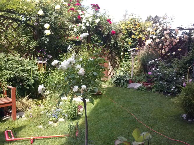 Schönster Garten 2021 - Isolde aus Linz-Land