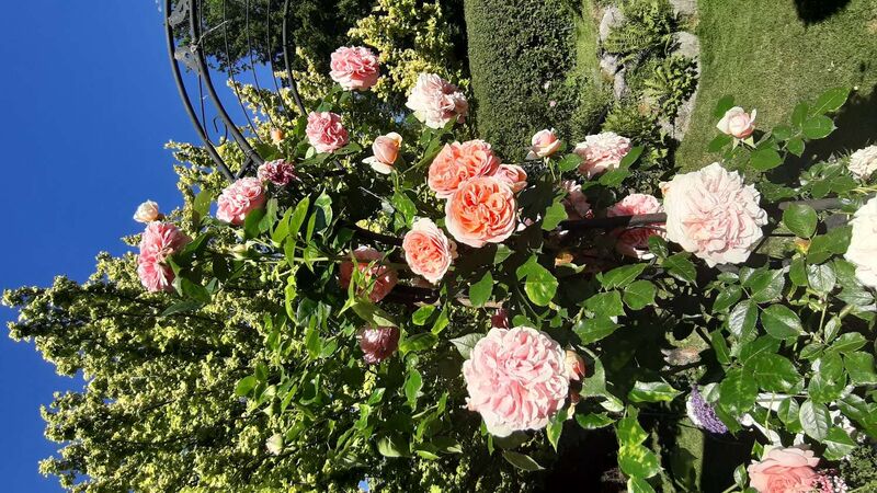 Schönster Garten 2021 - Sonja aus Amstetten