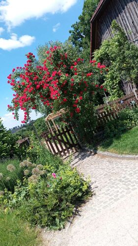 Schönster Garten 2021 - Silvia aus Amstetten